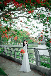 白衣女子桥畔赏凤凰花