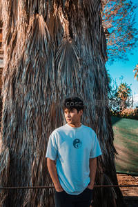 少年倚棕榈树望远方