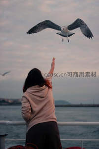 海鸥飞临伸臂喂食瞬间