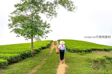 茶园小径上采茶女悠然前行