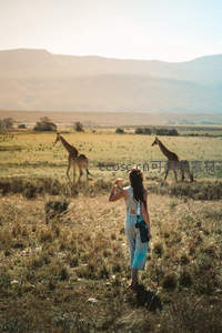 草原邂逅，游客与长颈鹿共度午后