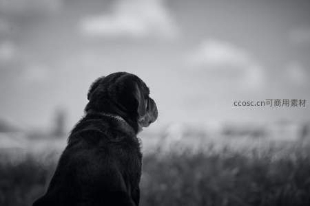 黑白田野中凝望的狗