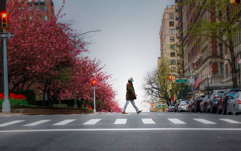 春日樱花树下行人独自穿越马路