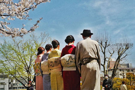 和服人群仰望樱花盛放