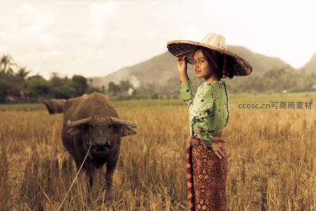 稻田中戴斗笠的农妇与水牛