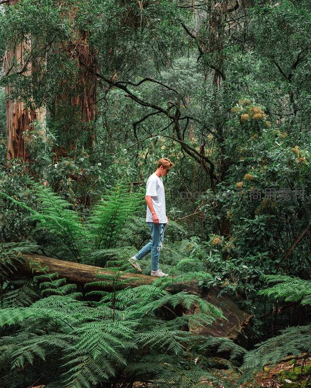 青年漫步森林，踏过倒木探索绿意