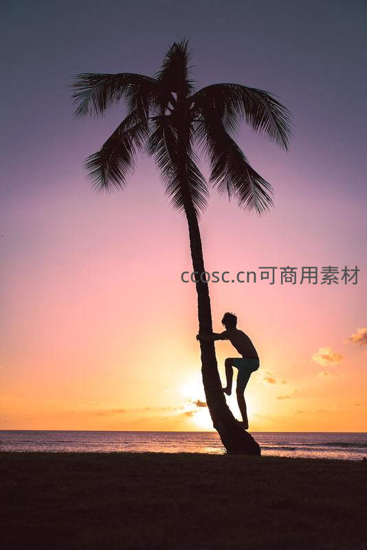 夕阳椰树剪影少年攀爬