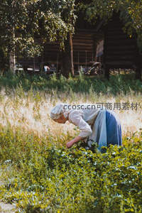 田园农妇弯腰采摘，传统服饰映衬自然风光