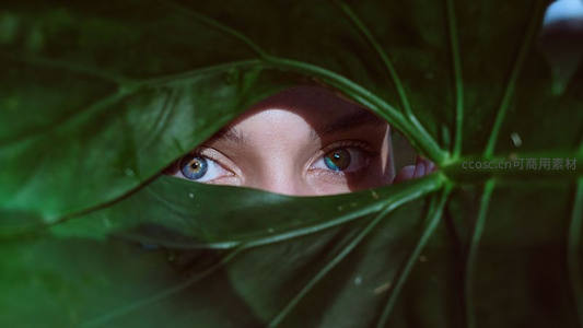 巨大绿叶后闪烁的双瞳