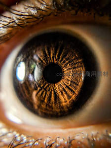 棕色虹膜微距特写，纹理清晰可见