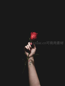 暗影中红玫瑰与手纹身的浪漫