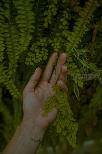手轻抚翠绿蕨叶，自然与人和谐共生