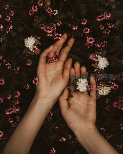 双手轻托白色小花，置身于粉红花海之中