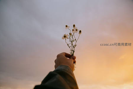 夕阳下，手中雏菊迎风轻舞