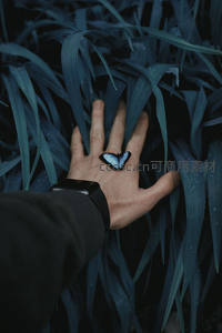 蓝蝶栖于掌心，绿叶环绕如梦