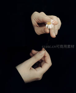 指尖轻握雏菊，暗夜中的温柔