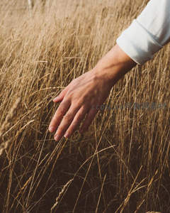 手拂过金色麦浪，感受丰收的温柔