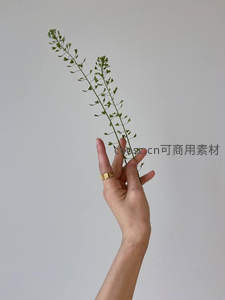 素手轻托嫩枝，极简主义的自然礼赞