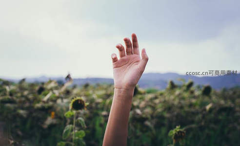 向日葵田中，伸向天空的希望之手