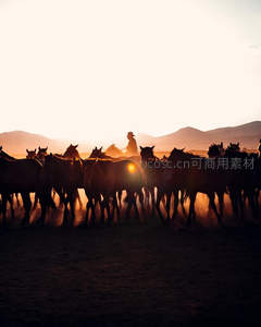 夕阳下牧马人驱赶马群的剪影