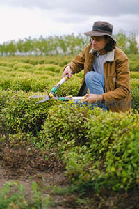 园丁蹲在田间修剪整齐的绿色灌木丛