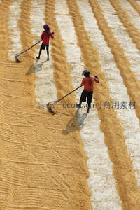 农民在田间翻晒金黄稻谷