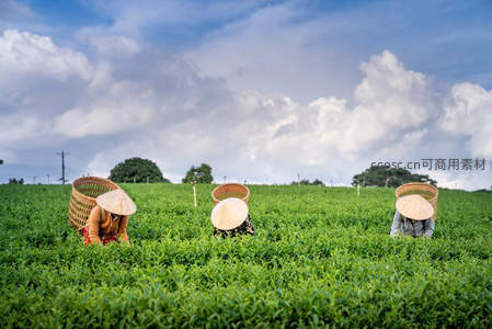 茶园里采茶女工弯腰采摘嫩叶