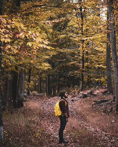 秋林漫步，黄背包客仰望斑斓树冠