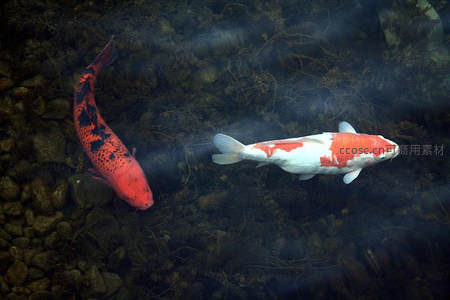 双鲤戏水，红白相映成趣