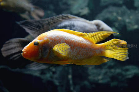 金黄鹦鹉鱼，水中翩翩起舞