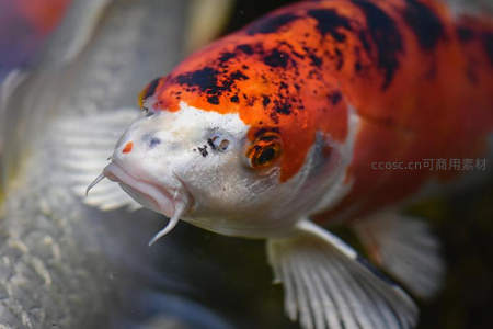 锦鲤特写，红黑斑纹与灵动眼神