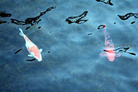 池中双鲤，蓝水倒影如画