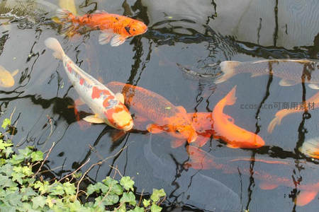 锦鲤戏水，绿植倒影相映成趣