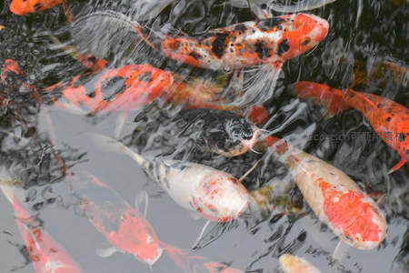 锦鲤群游水波荡漾