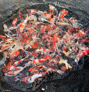 网兜捕捞锦鲤瞬间