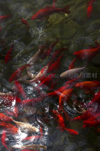 红鲤穿梭石底清流