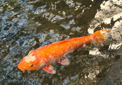 橙白锦鲤破水而行，涟漪荡漾生姿