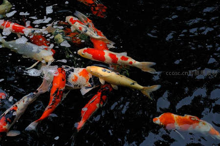 黑水之上锦鲤争食，泡沫点缀如星