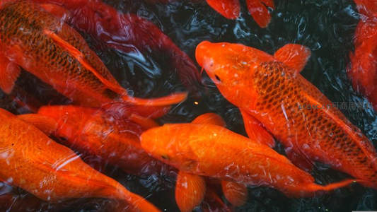 水中锦鲤群游，红艳夺目如火焰