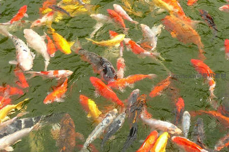 五彩锦鲤悠游碧波池中