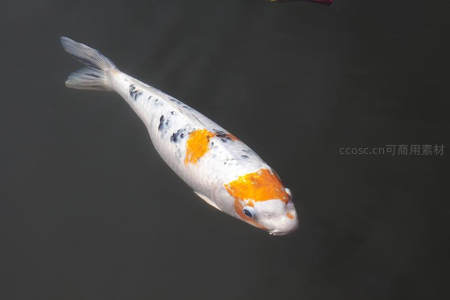 橙白斑点锦鲤水中优雅滑行