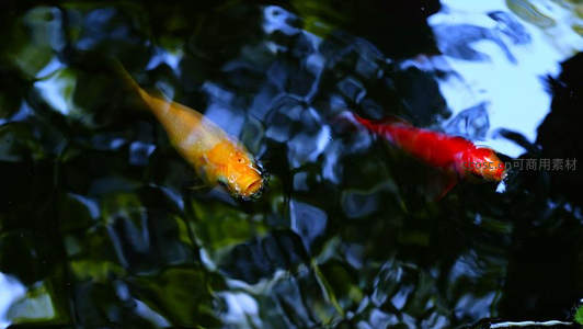 水中锦鲤悠游，波光粼粼如画