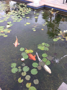 荷塘锦鲤戏水，莲叶田田相映