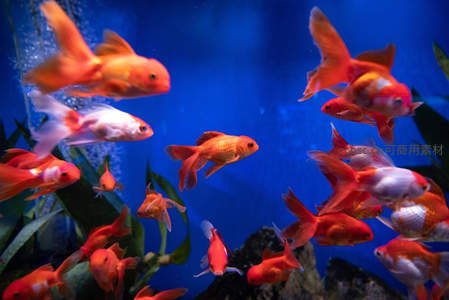 水族馆金鱼群舞，蓝光幻境迷人