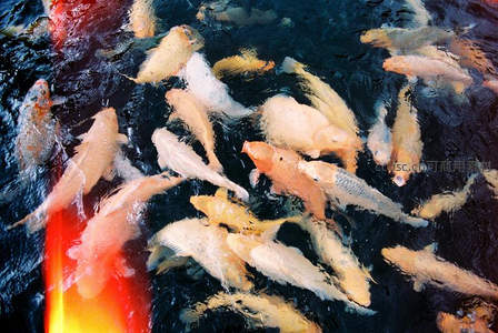 深水锦鲤悠然游弋光影交错