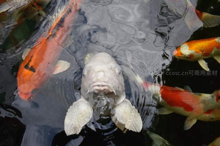 白锦鲤探头水面涟漪轻漾