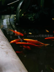 红鲤成群戏水，绿植掩映生趣