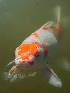 单尾锦鲤浮水面，橙白斑纹映碧波