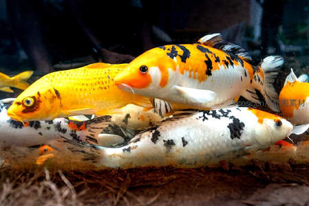 锦鲤群游水底，色彩斑斓如画