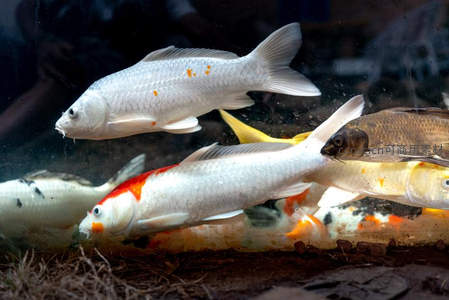 白色锦鲤点缀橙斑，水中翩跹